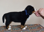 5 weeks