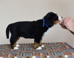 5 weeks 