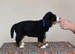 5 weeks 1