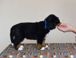 5 weeks 2