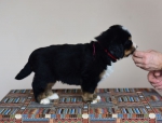5 weeks 5