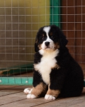 9 weeks 3
