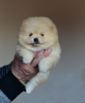 5 weeks 4