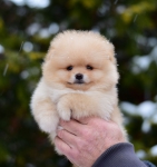 7 weeks