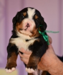 m green 3 weeks