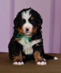 m green 4 weeks