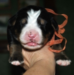f orang 1 week