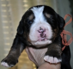 f orang 2 weeks