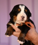 f orang 3 weeks
