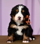 f orang 4 weeks