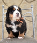 f orang 5 weeks 2