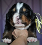 f yellow 3 weeks 2