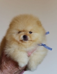 5 weeks 