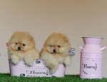 5 weeks 1