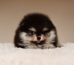 6 weeks