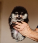 6 weeks 1