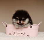 6 weeks 2