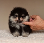6 weeks 3