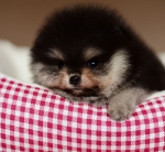 6 weeks 5