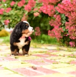 5 weeks 5