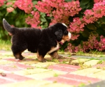 5 weeks 6