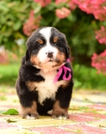 5 weeks 8 