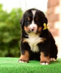 5 weeks