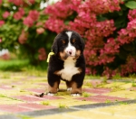 5 weeks 9