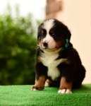 5 weeks