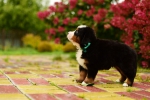 5 weeks 5