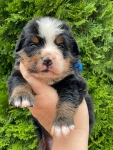 m blue 3 weeks