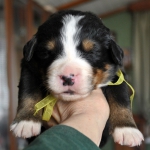 m yellow 2 weeks
