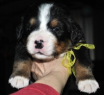 m yellow 3 weeks