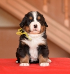 m yellow 4 weeks 4