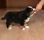 6 weeks