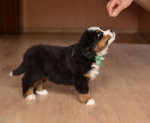 6 weeks 1