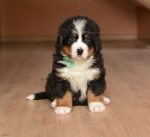 6 weeks 3