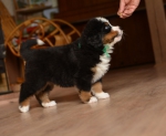 6 weeks 4