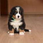6 weeks 5