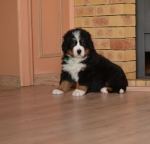 6 weeks 6