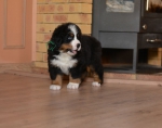 6 weeks 7