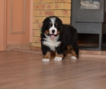 6 weeks 8