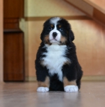 7 weeks