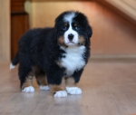 7 weeks 4