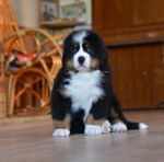 7 weeks 5