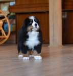 7 weeks 6