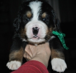 m green 3 weeks