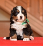 m green 4 weeks