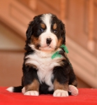 m green 4 weeks 1