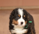 m green 5 weeks 1